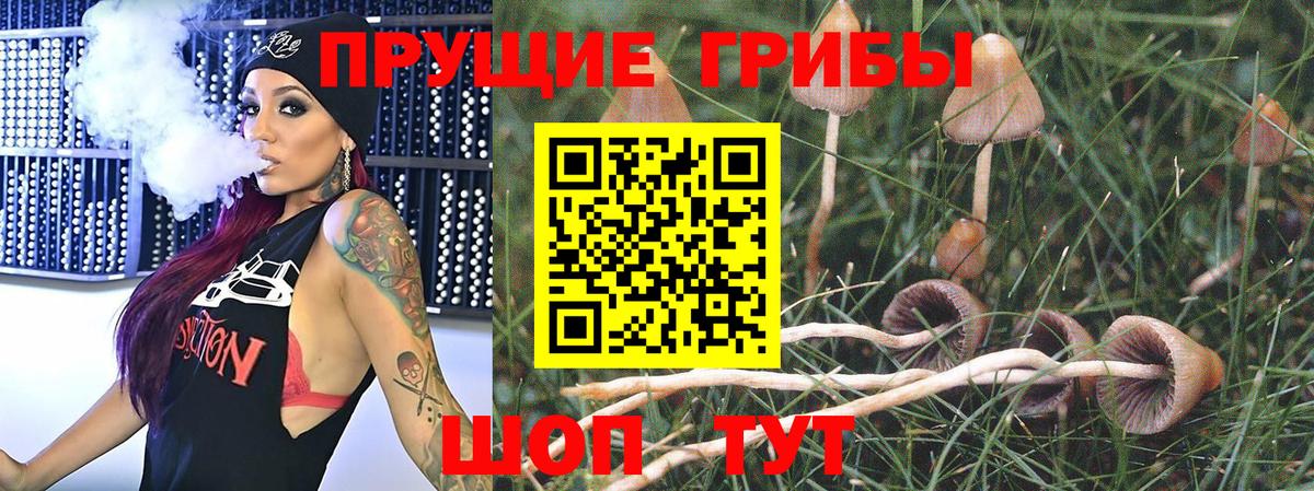 Чебоксары  Галлюциногенные грибы Psilocybe  Вход с VPN 